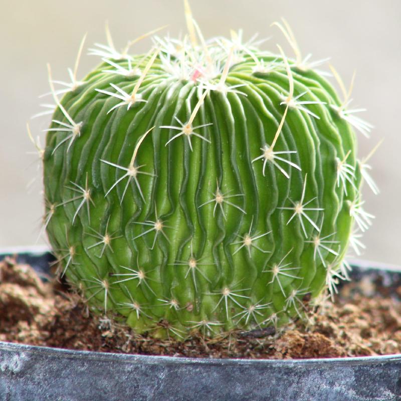 Echinofossulocactus .jpg